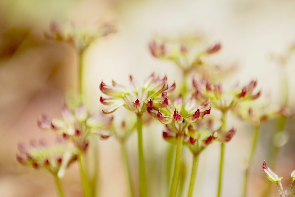 セリバオウレンの果実