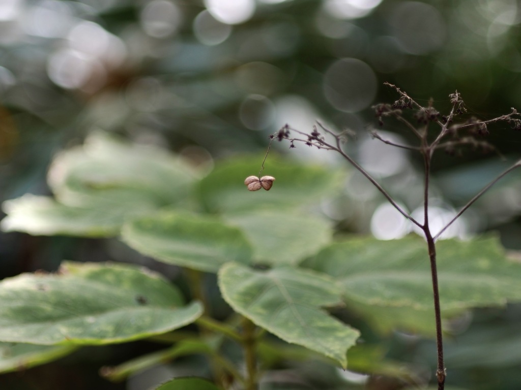 森のファンタジー