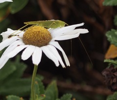 雨上がりのツユムシ君