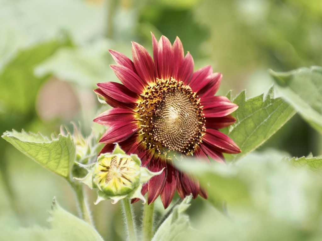 花言葉は「優美」