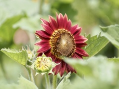 花言葉は「優美」