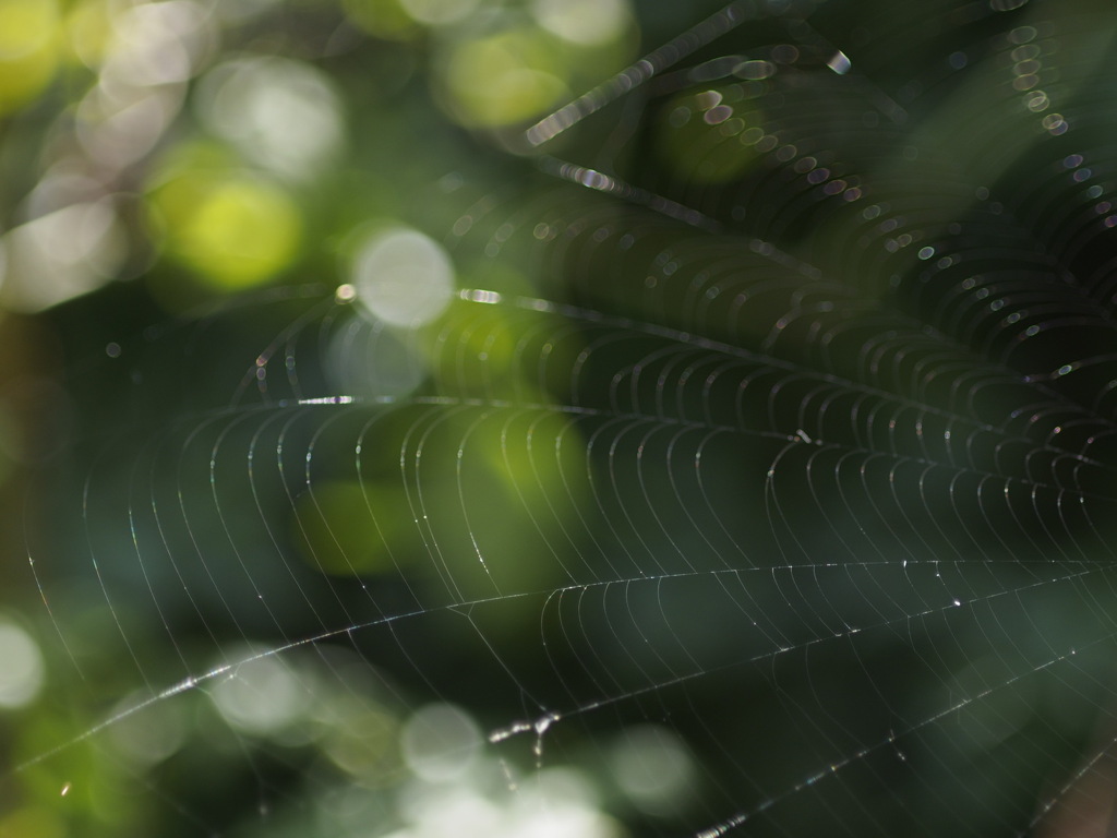 家主のいない間に