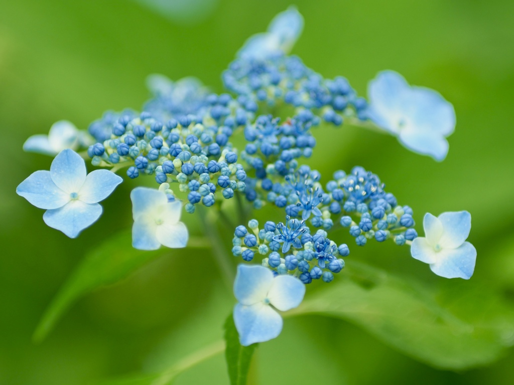 ブルーな紫陽花