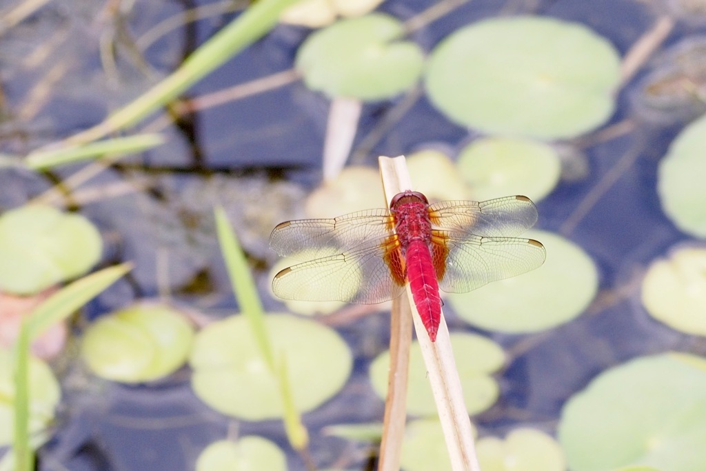 ショウジョウトンボ　後ろから失礼！