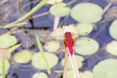 ショウジョウトンボ　後ろから失礼！