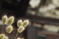 バーニーテール