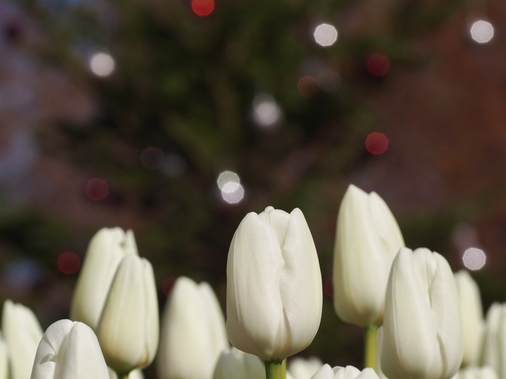 メリークリスマス！