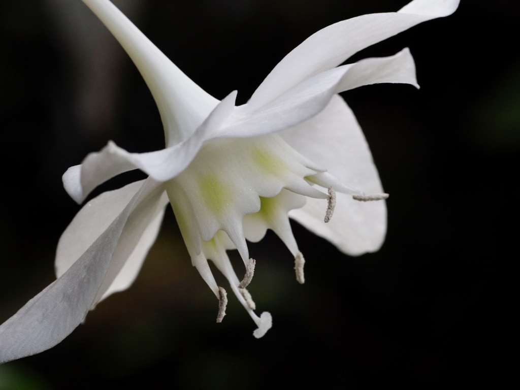 アマゾンリリー　気品の白