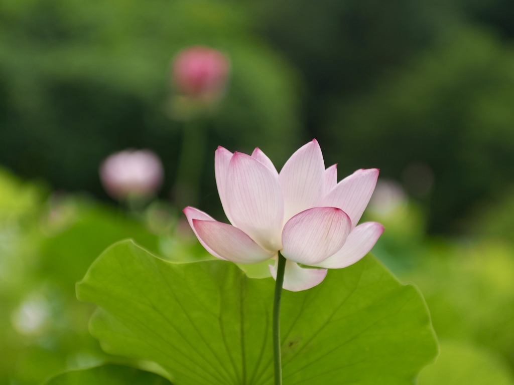 蓮池にて