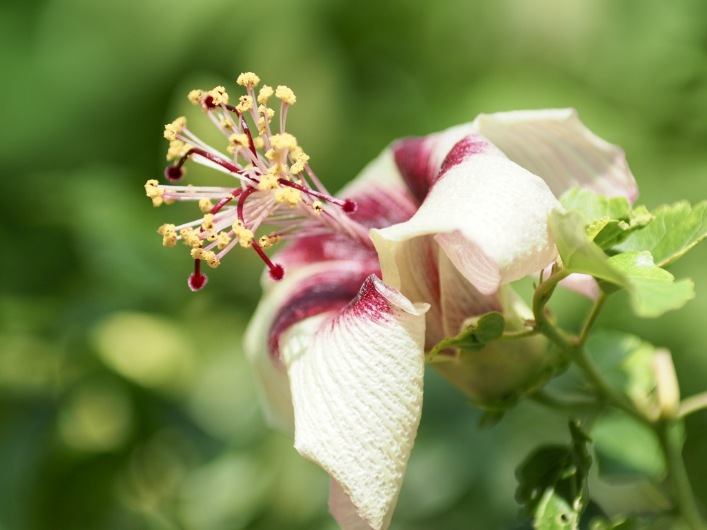 温室のハイビスカス