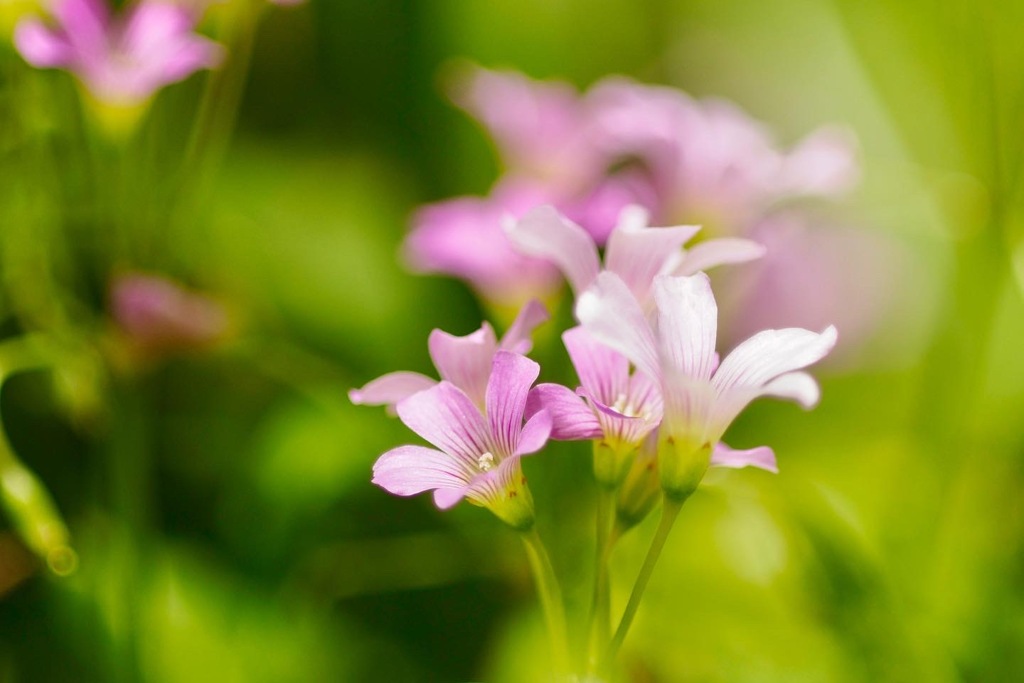 ムラサキカタバミ