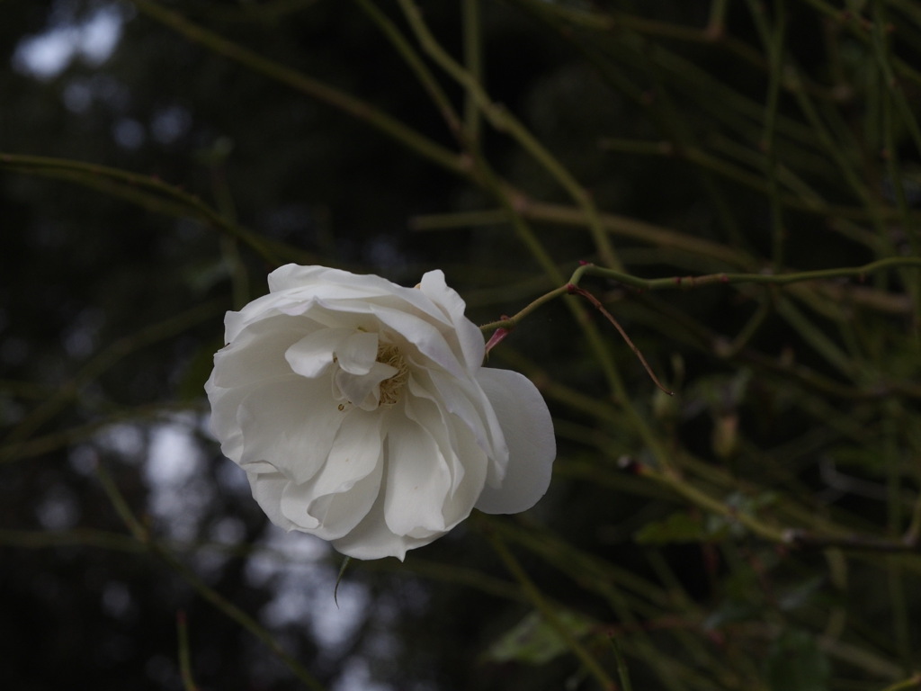 白いドレスの人