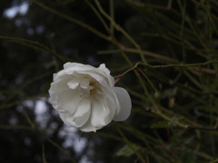 白いドレスの人