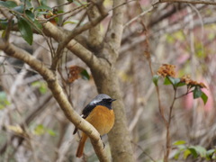 つぶらな瞳のジョウビタキ
