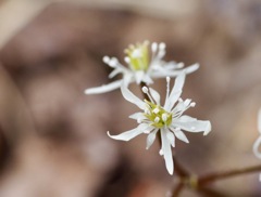 コセリバオウレン