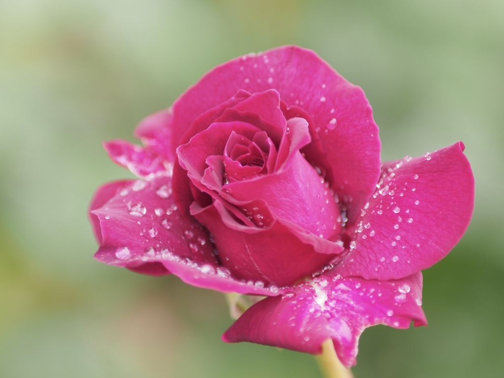 雨の日の赤い薔薇