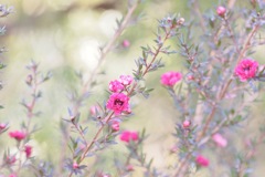 ギョリュウバイ