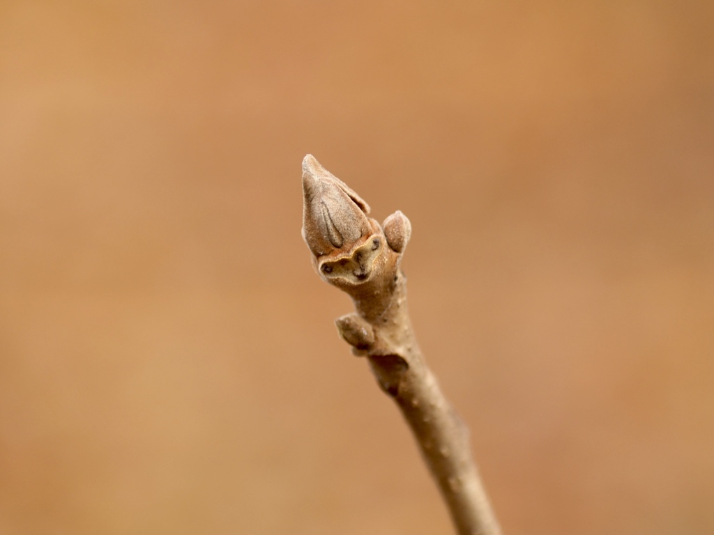 お猿さーんだよ