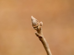 お猿さーんだよ