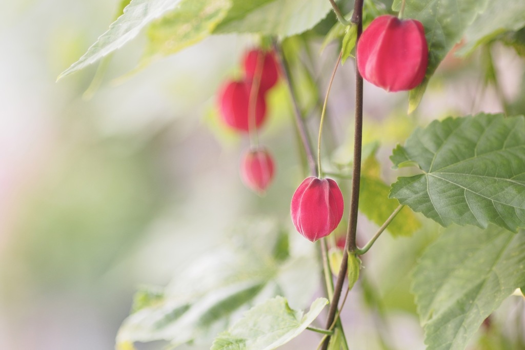 チロリアンランプ