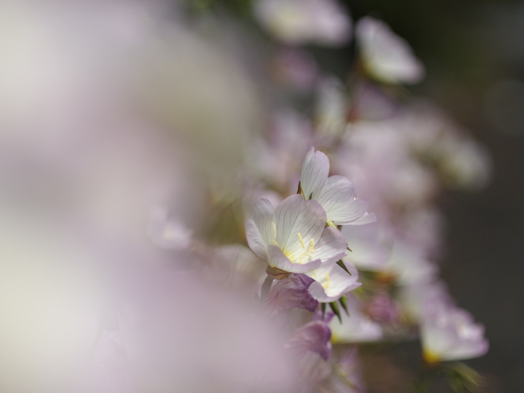 ヒルザキツキミソウ