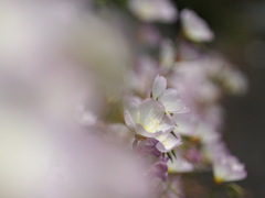 ヒルザキツキミソウ