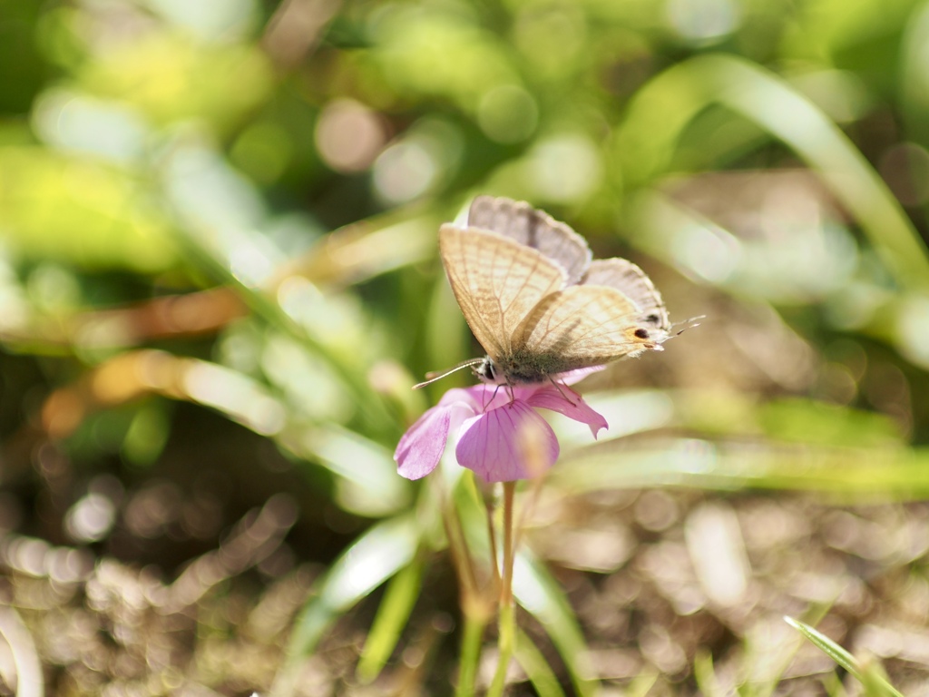 カタバミとウラナミシジミ