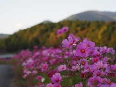 土手沿いに咲くコスモス