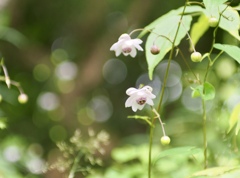 比叡山頂の妖精たち