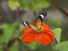 ヒョウモンチョウ