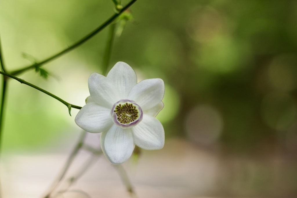 レンゲショウマ？