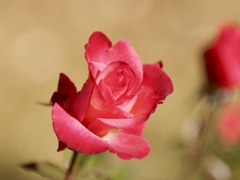 冬薔薇（ふゆそうび）