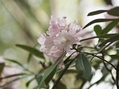 石楠花