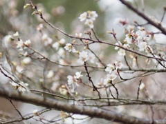 冬の四季桜