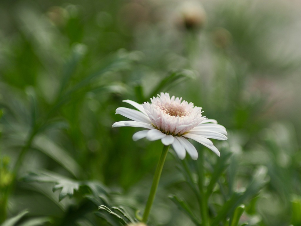 ボンザマーガレット