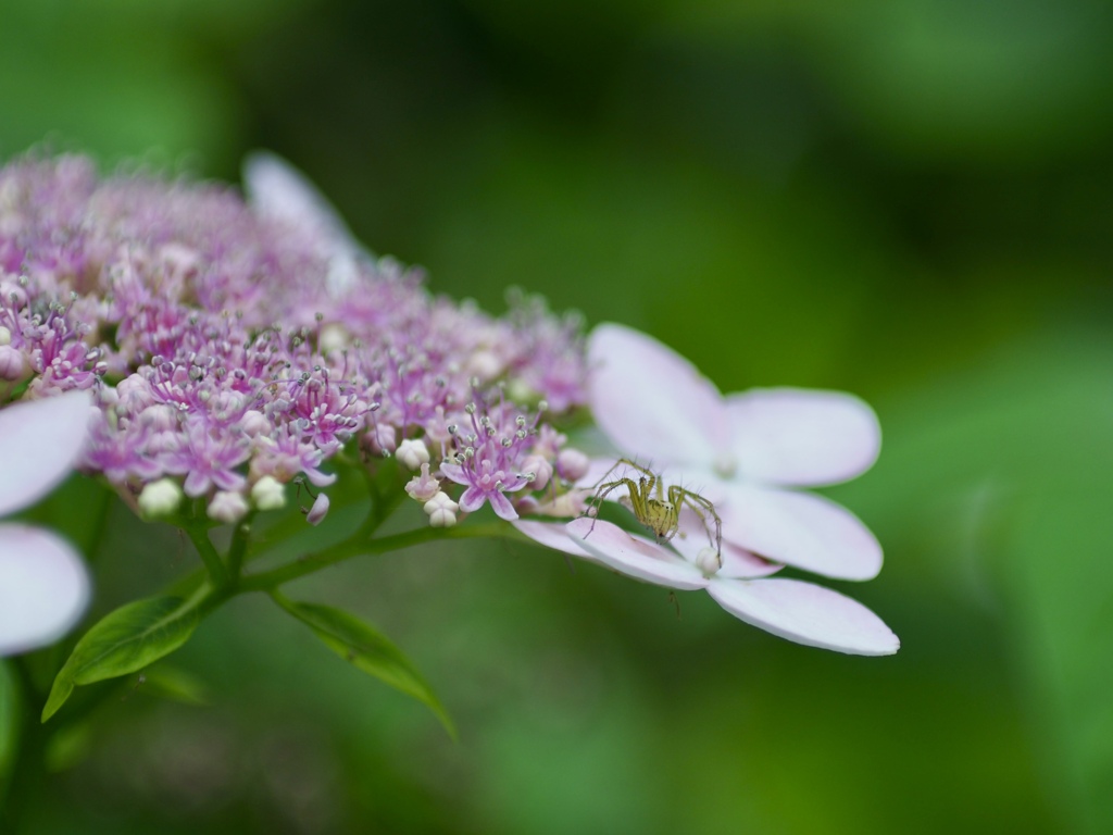 蜘蛛も好きな紫陽花