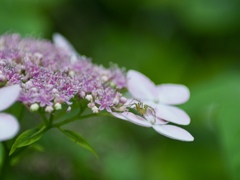 蜘蛛も好きな紫陽花
