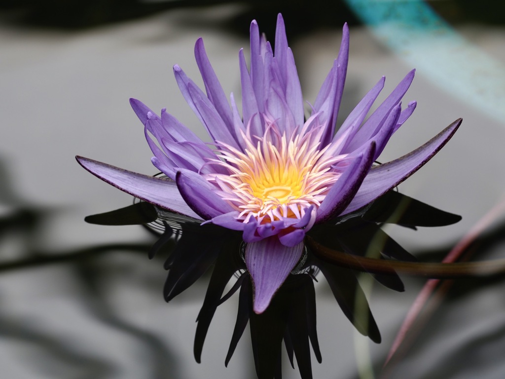 水の森の高貴な君