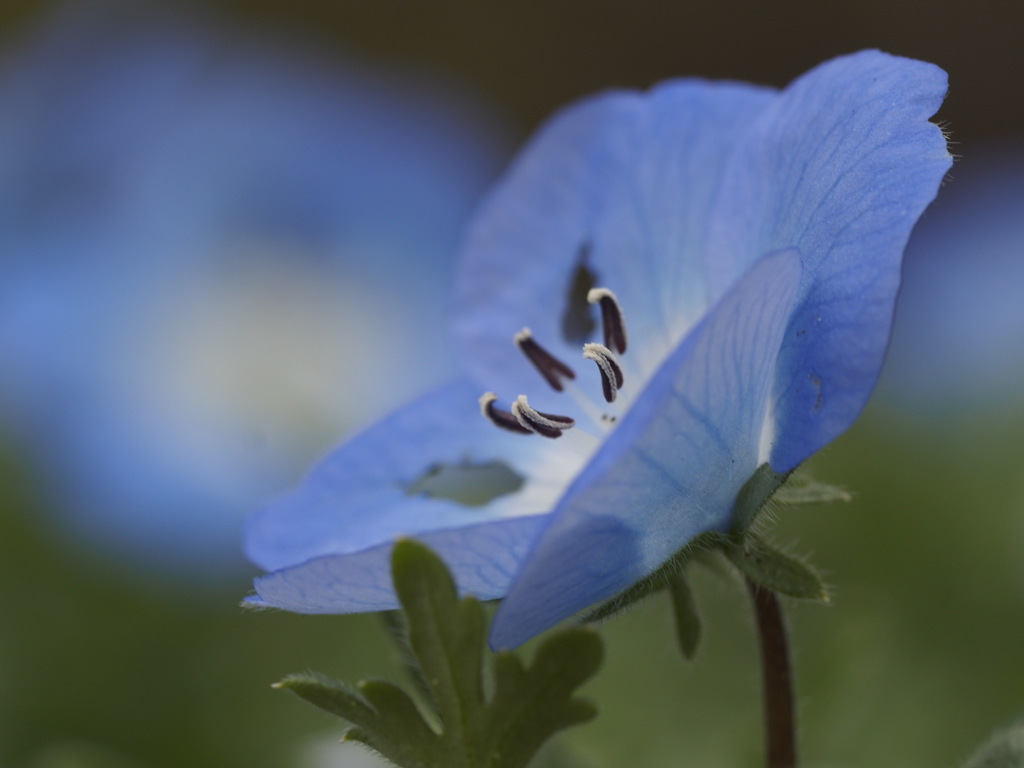 クールビューティー