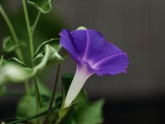 夏の紫　　朝顔