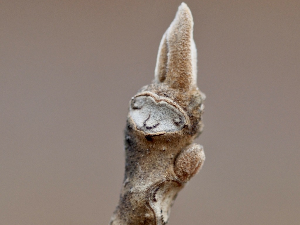 森の小人　　オニグルミ