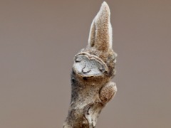 森の小人　　オニグルミ