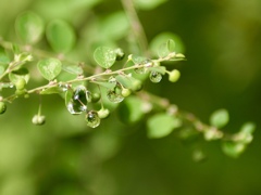 雨雫
