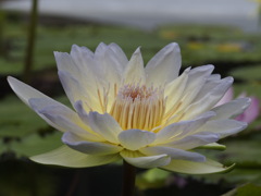 薄明かりが灯るように