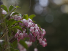 可憐なのに馬を酔わすなんて　　馬酔木の花