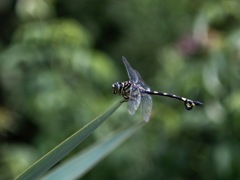 ウチワヤンマ　撮れました！
