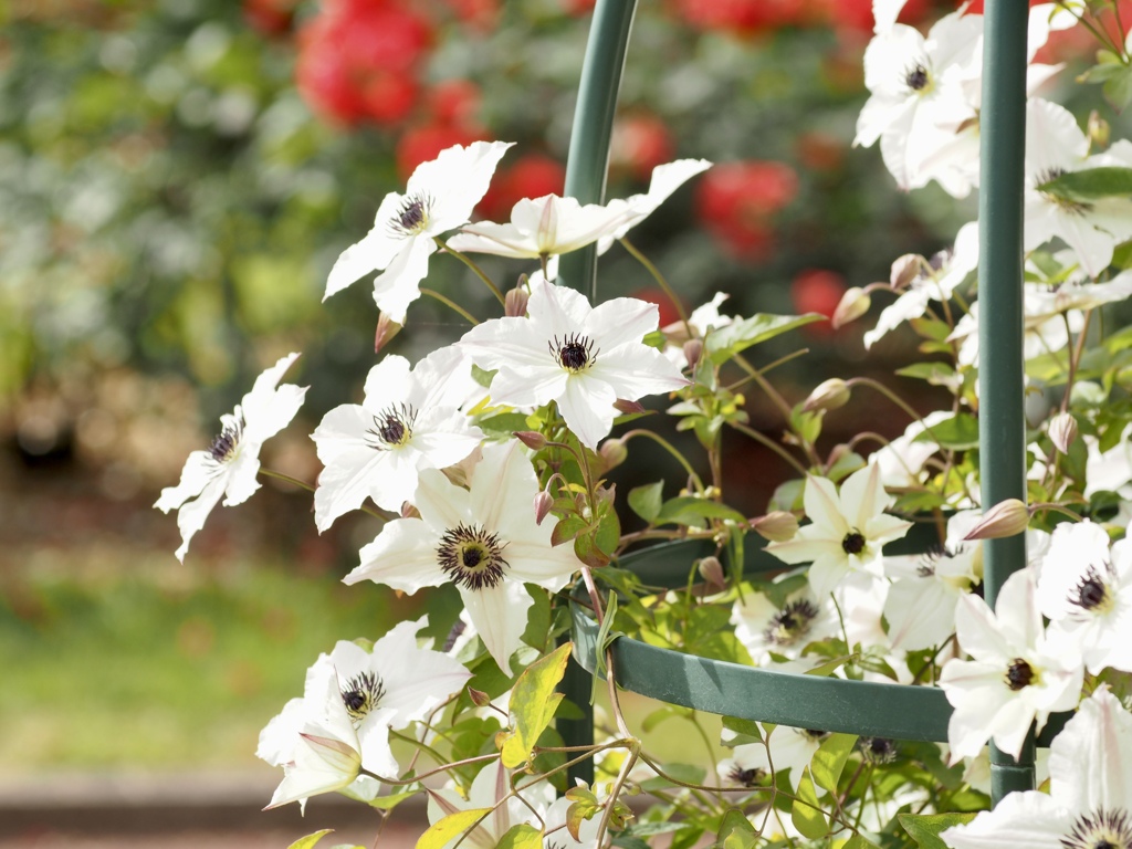 バラ園のクレマチス