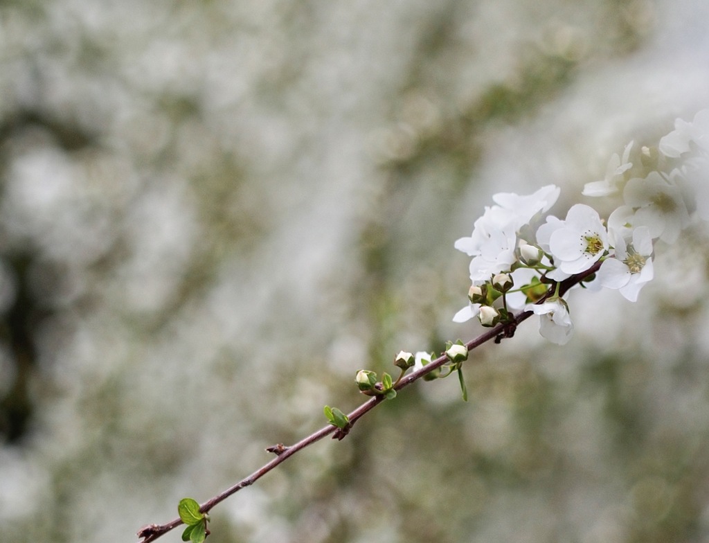 春の雪景色　ユキヤナギ