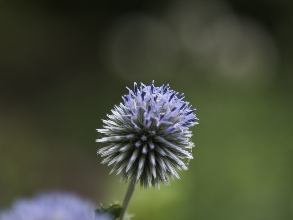 まんまるヒゴタイ