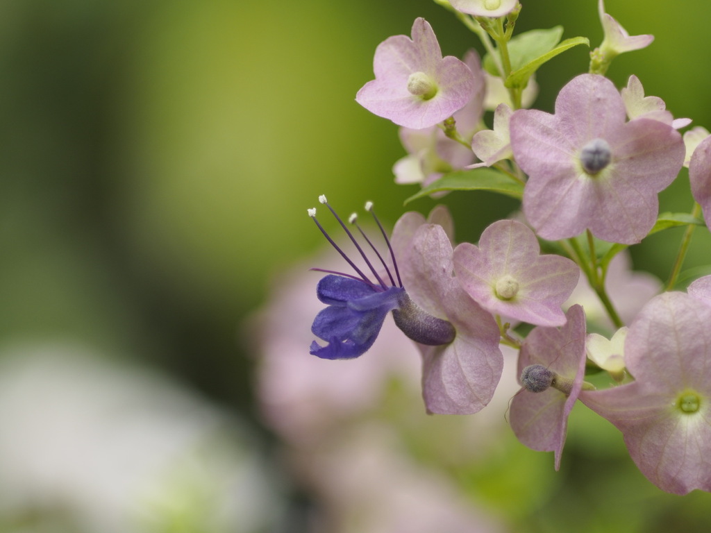 ホルムショルディア　テッテンシス